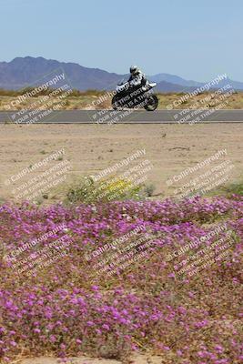 media/Mar-12-2023-SoCal Trackdays (Sun) [[d4c8249724]]/Turn 15 Inside Bloom (130pm)/